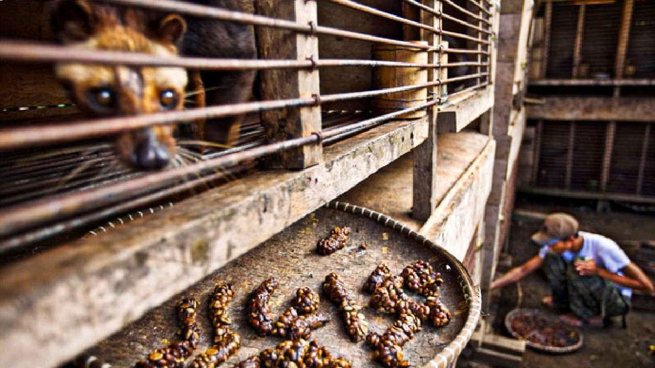 How Civet make World Most Expensive Coffee – Civet Coffee Farming – Coffee Harvest and Processing