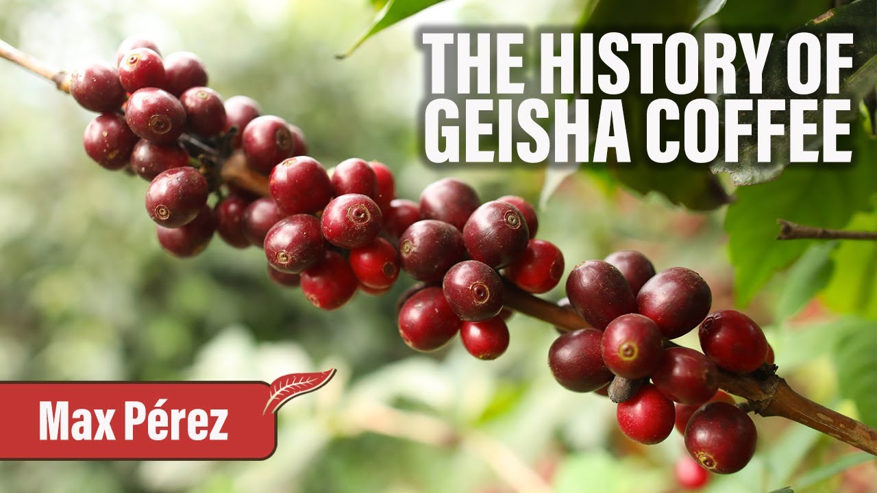 What is Geisha coffee? ☕️ Learn about the history of this exotic coffee. What is Geisha coffee? ☕️ Learn about the history of this exotic coffee.